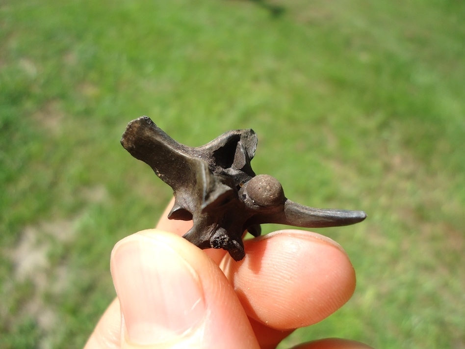 Large image 3 Exceptional Diamondback Rattlesnake Vertebra