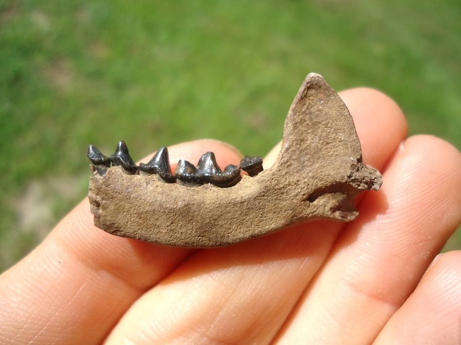 Large image 1 Top Quality Mink Mandible