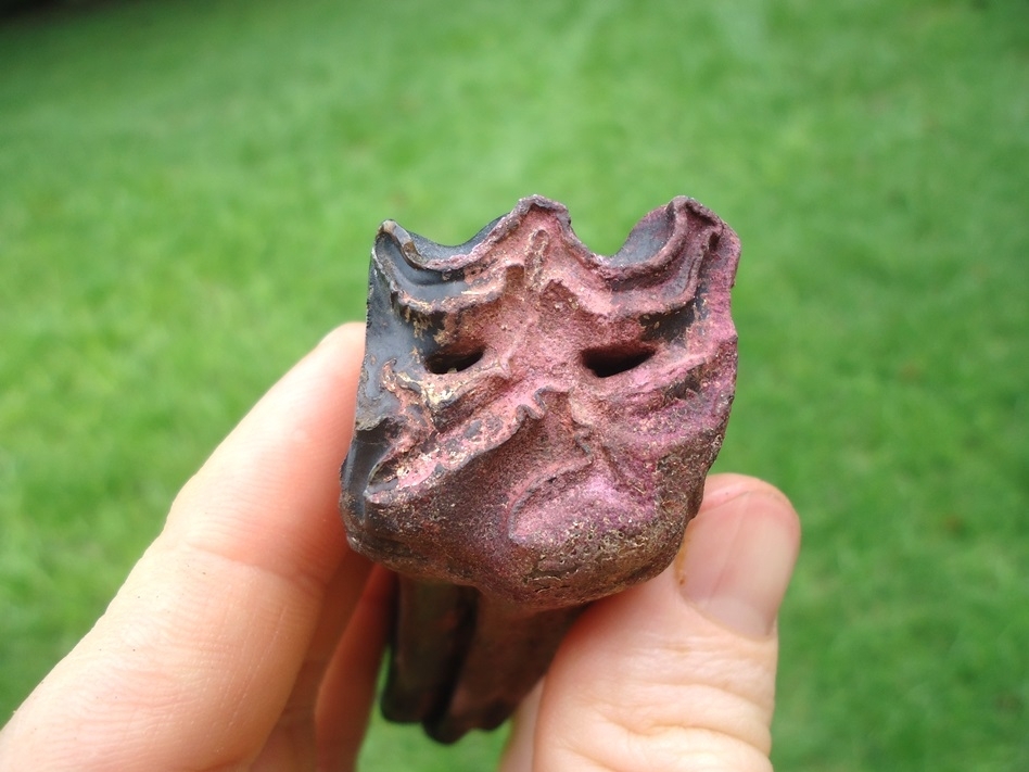 Large image 3 Quality Horse Upper Molar with Pink Algae Staining