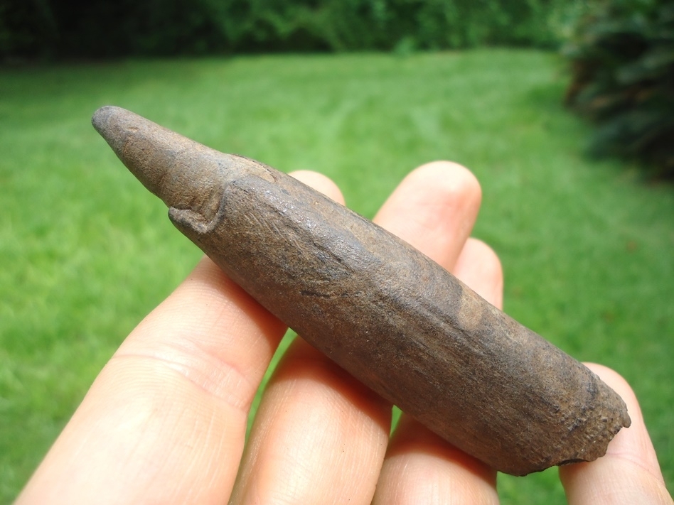 Large image 2 Nice Sperm Whale Tooth