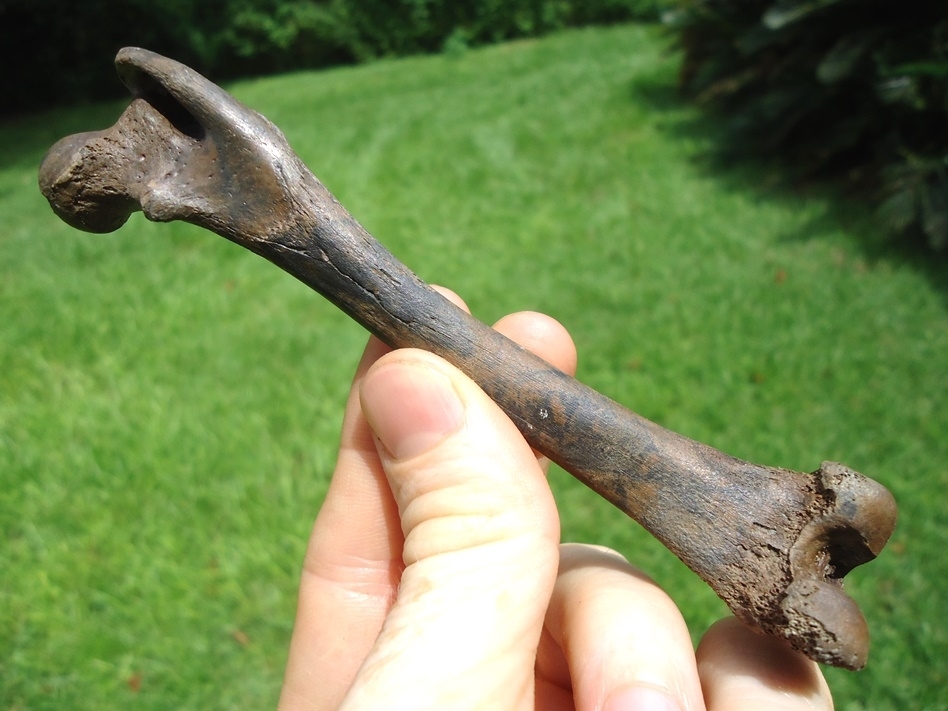 Large image 1 Top Quality Raccoon Femur