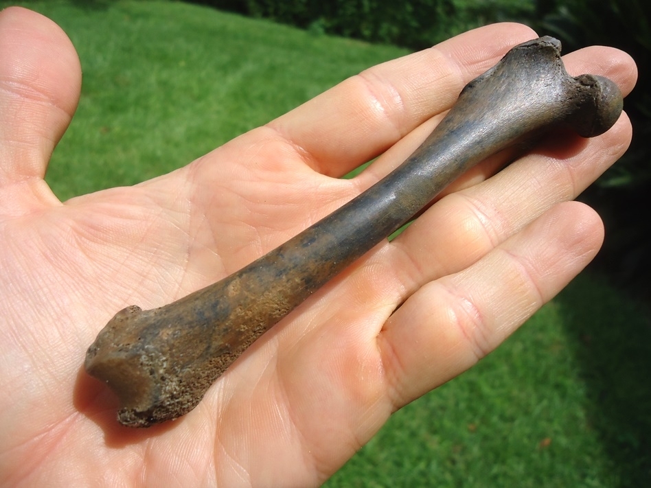 Large image 3 Top Quality Raccoon Femur