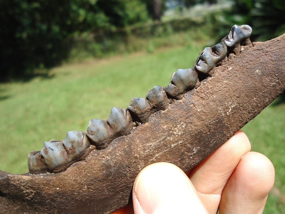 Large image 3 Choice Deer Mandible with Six Teeth Intact