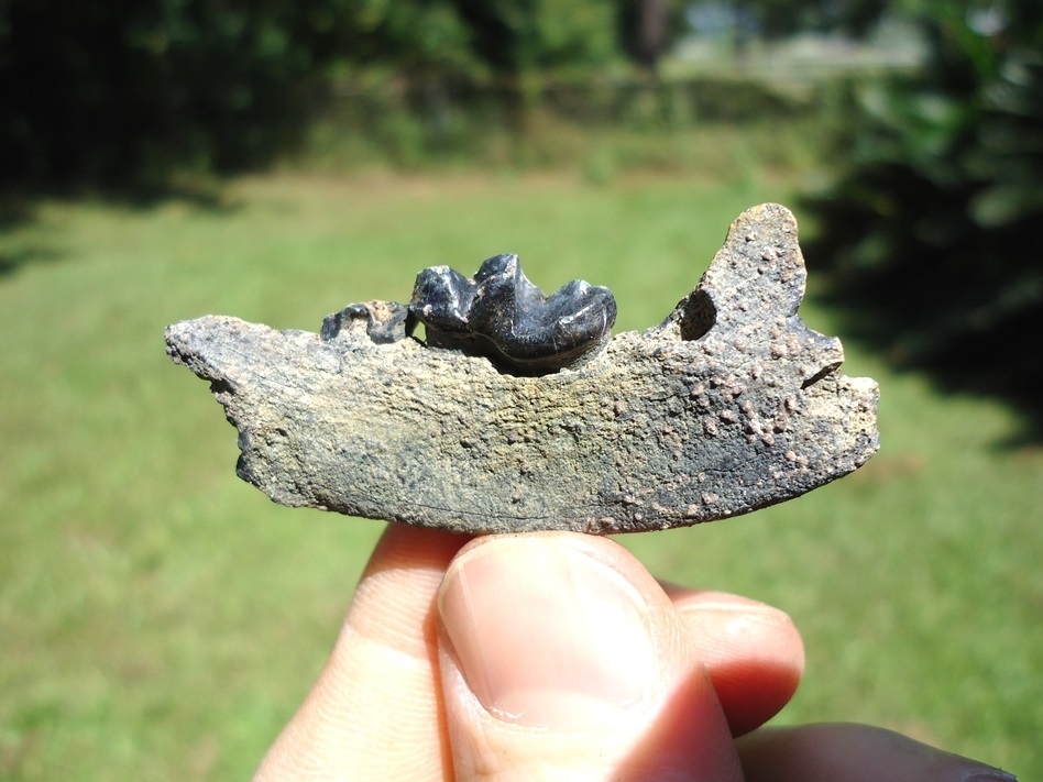 Large image 1 Nice Otter Mandible with Carnassial Intact