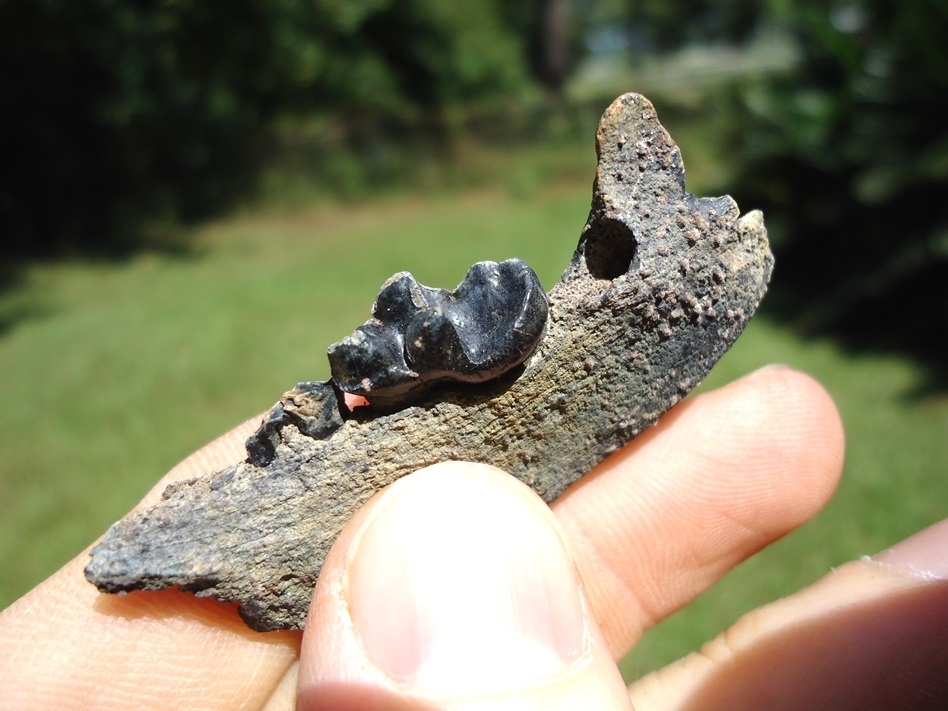 Large image 2 Nice Otter Mandible with Carnassial Intact