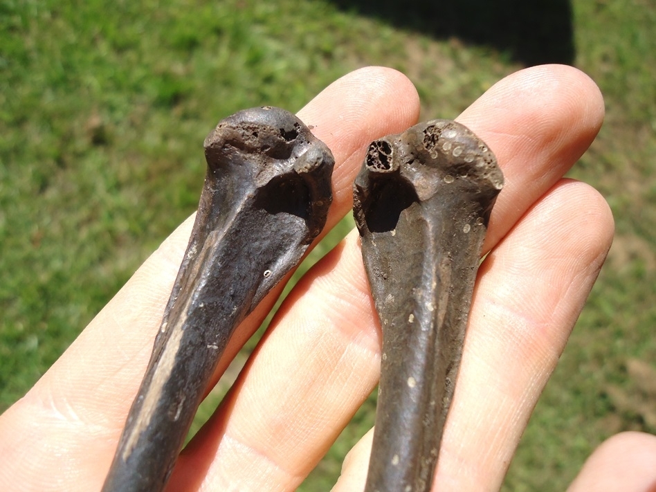 Large image 2 Incredible Associated Double-Crested Cormorant Humerus Pair