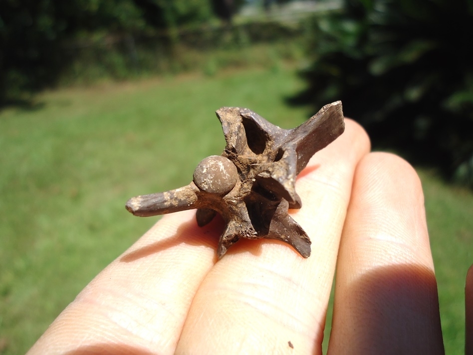 Large image 3 Uncommon Diamondback Rattlesnake Vertebra