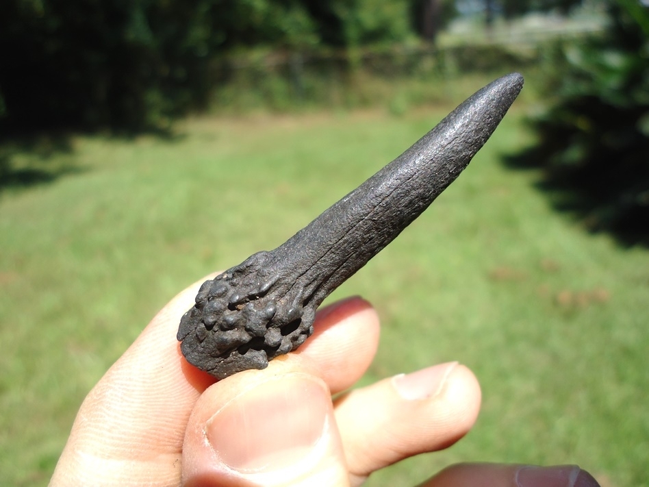 Large image 3 Unique Complete Deer Antler Spike