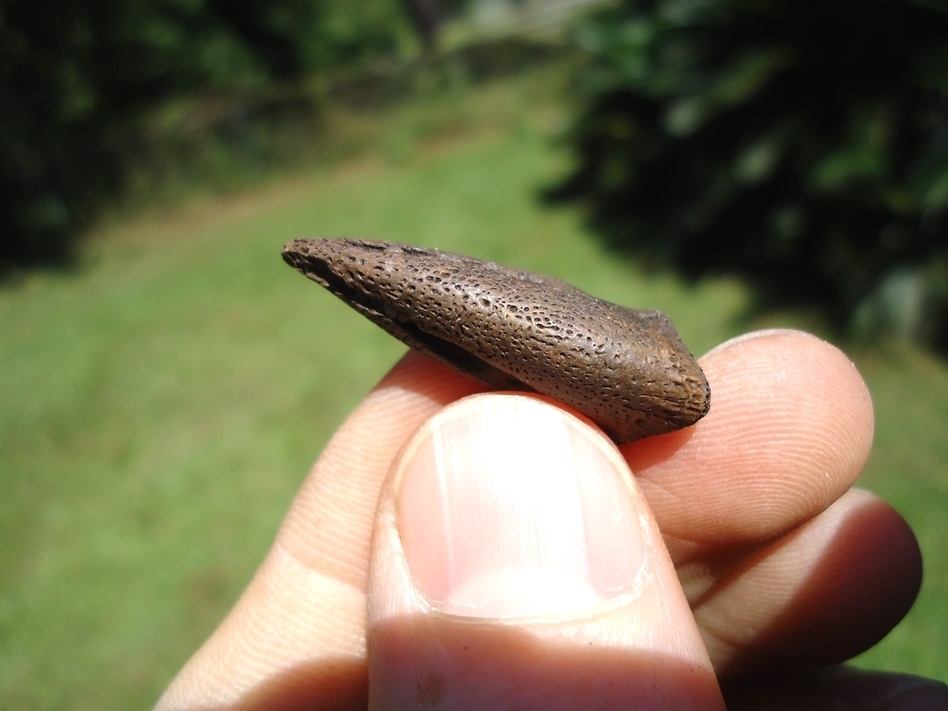 Large image 2 Extra Large Rare Alligator Claw Core