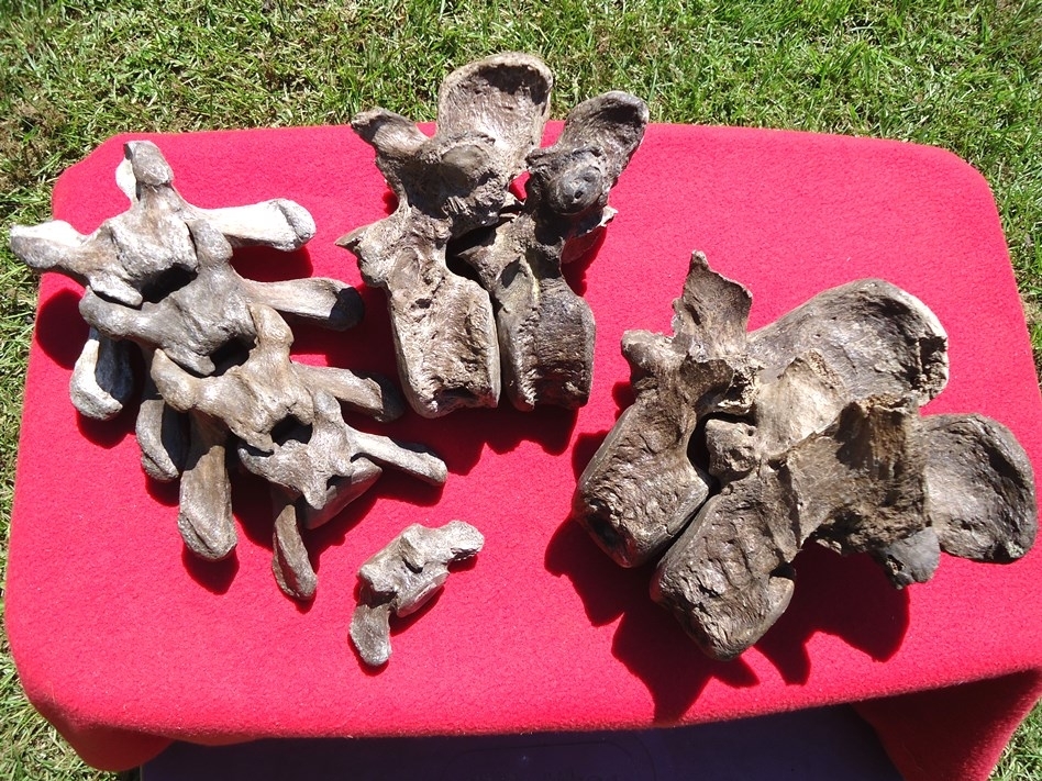 Large image 1 Incredible Set of Nine Associated Sloth Vertebrae