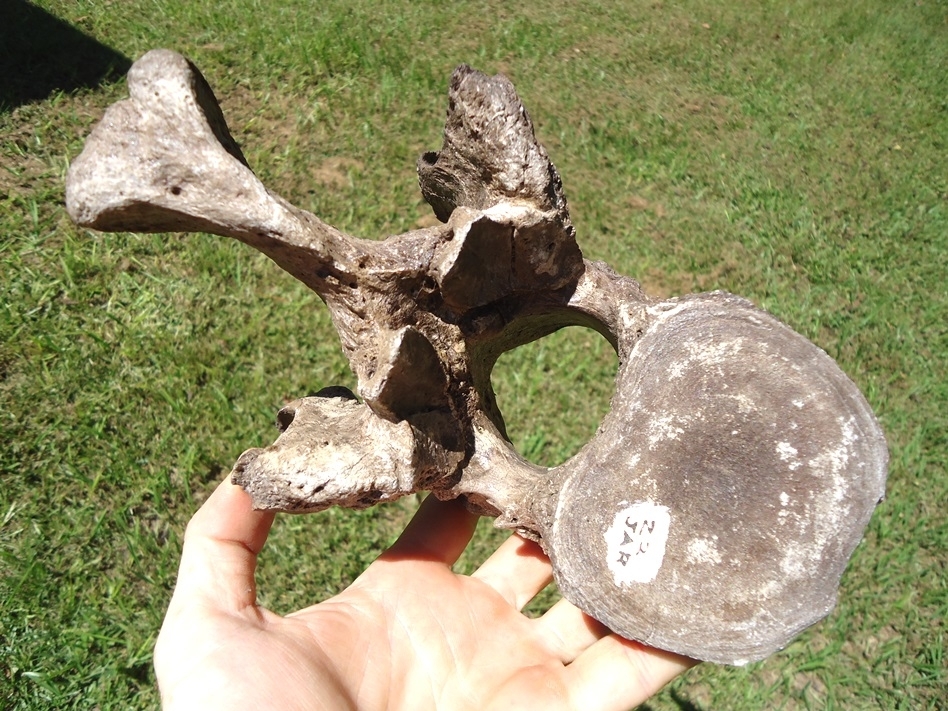 Large image 3 Incredible Set of Nine Associated Sloth Vertebrae