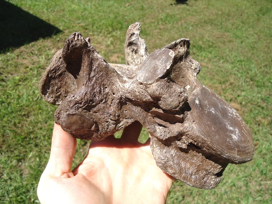 Large image 4 Incredible Set of Nine Associated Sloth Vertebrae