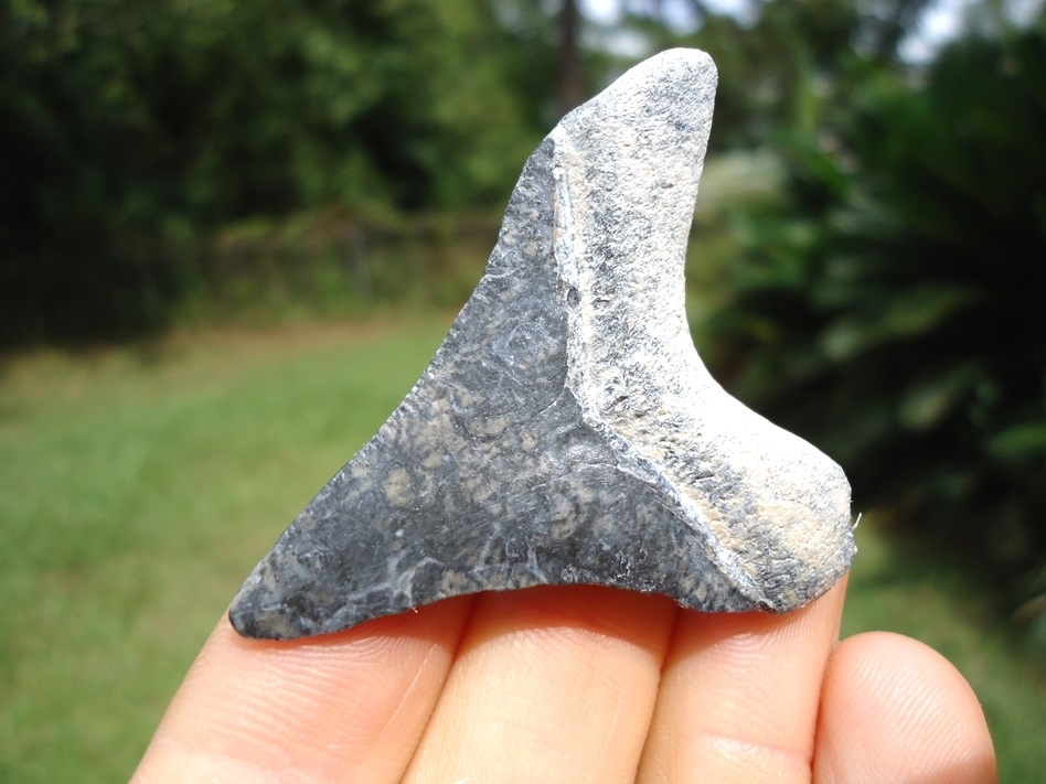 Large image 3 Bargain Bone Valley Megalodon Shark Tooth