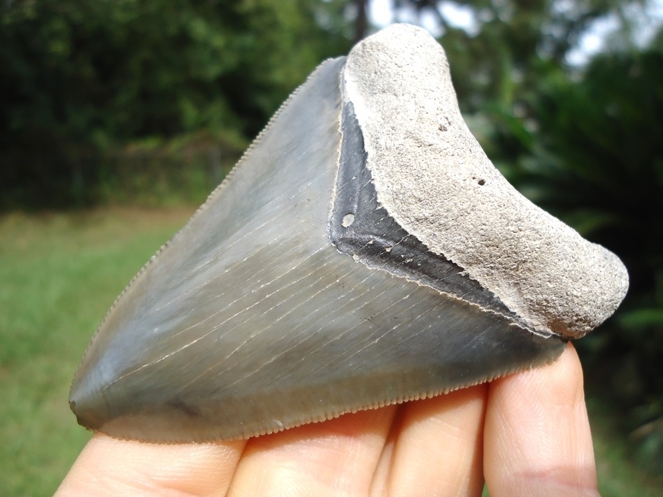 Large image 2 Symmetrical Bone Valley Megalodon Shark Tooth