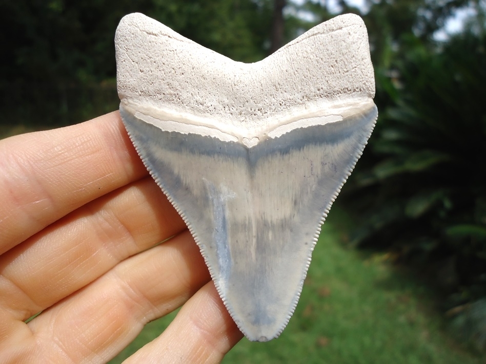 Super Classic Bone Valley Megalodon Shark Tooth Bone Valley Shark Teeth Fossils