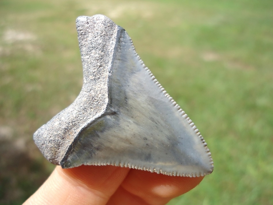 Large image 5 Sweet Little Bone Valley Megalodon Shark Tooth