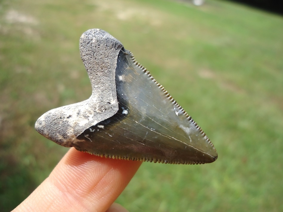 Large image 5 Super Star Bone Valley Hubbell Megalodon Shark Tooth