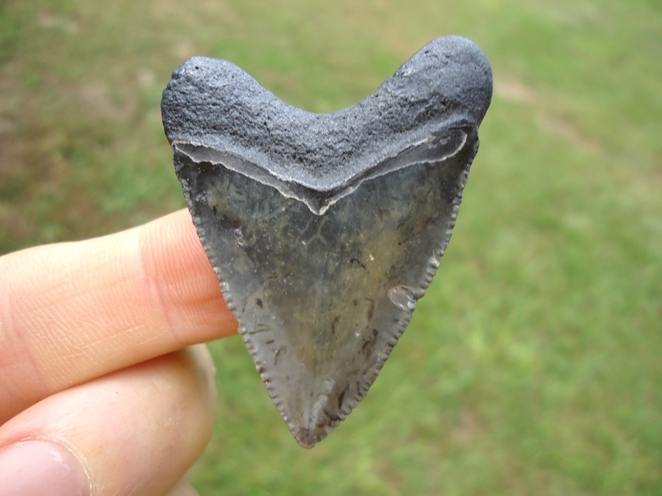 Large image 1 Super Killer Hubbell Megalodon Shark Tooth