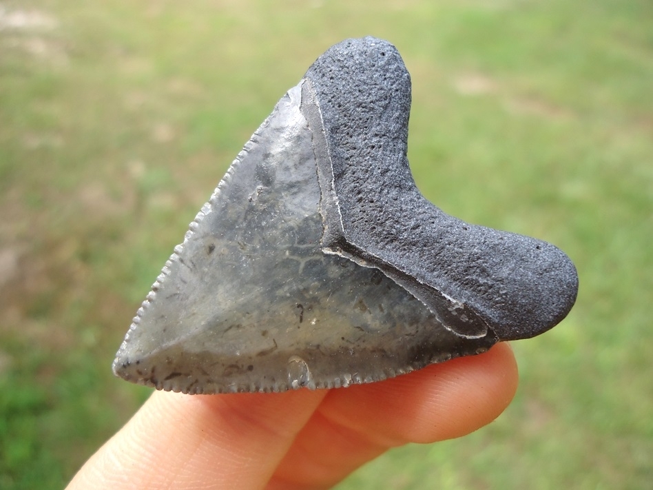 Large image 3 Super Killer Hubbell Megalodon Shark Tooth