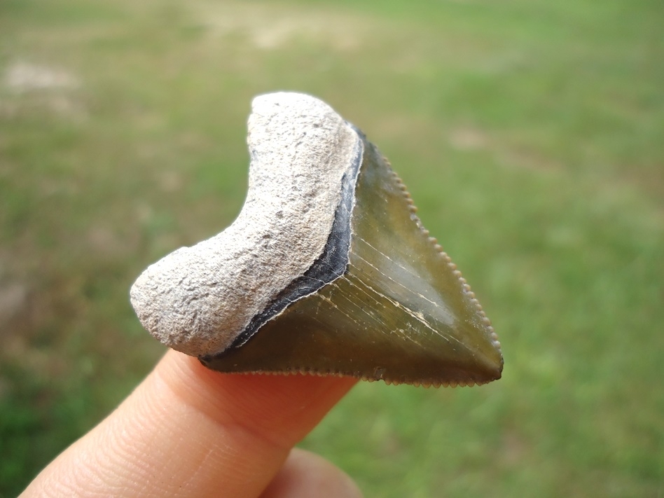 Large image 2 Stunning Green Bone Valley Megalodon Shark Tooth