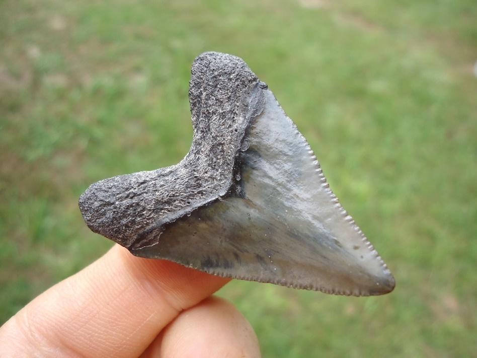 Large image 3 Sweet Bone Valley Hubbell Megalodon Shark Tooth