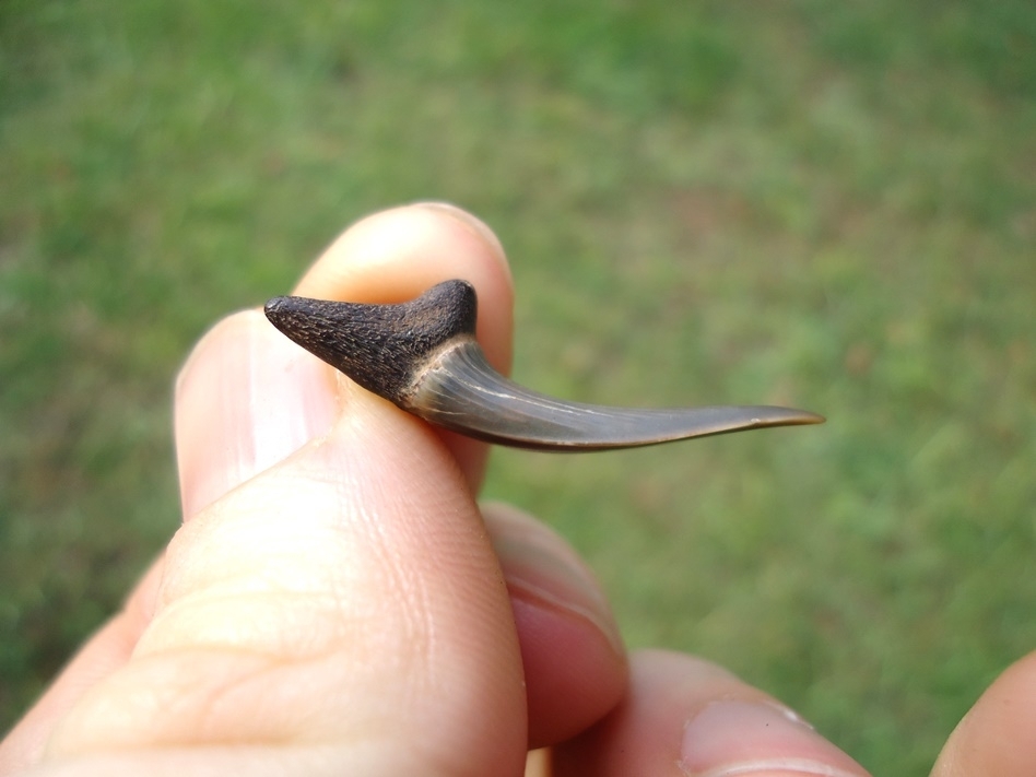 Large image 2 Rare Cretaceous Goblin Shark Tooth