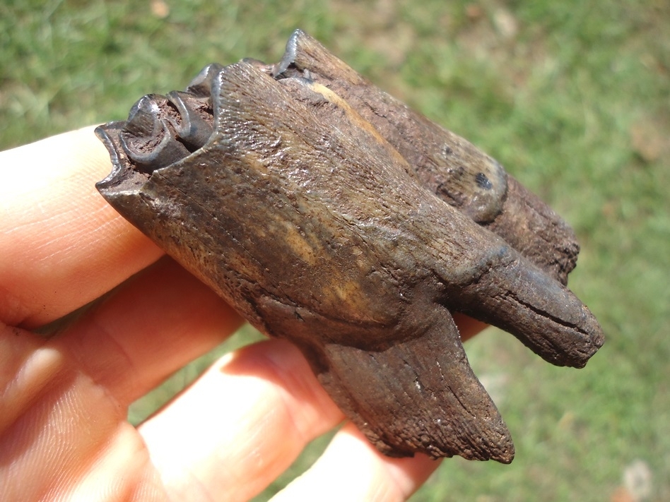 Large image 1 Large Impressive Bison Molar