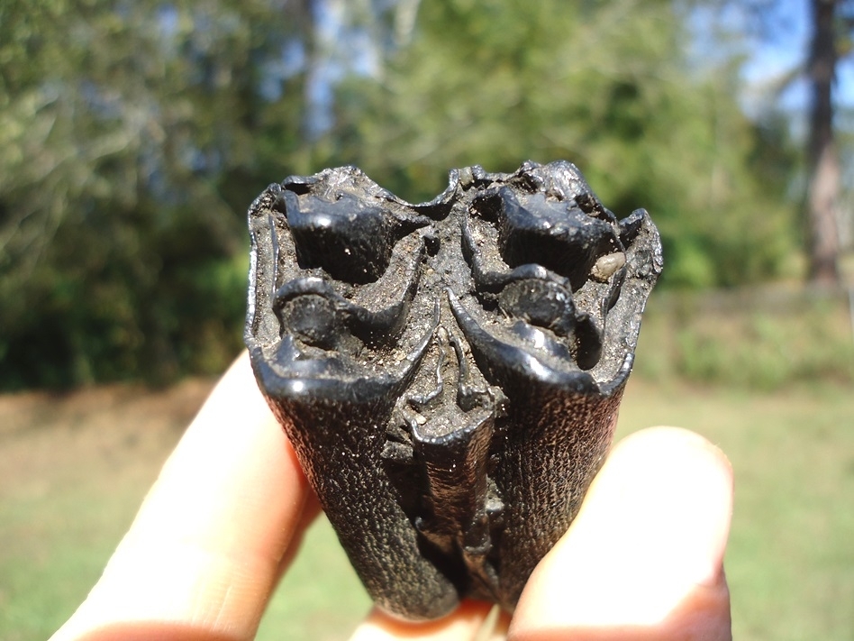 Large image 2 Beautiful Glossy Black Bison Molar