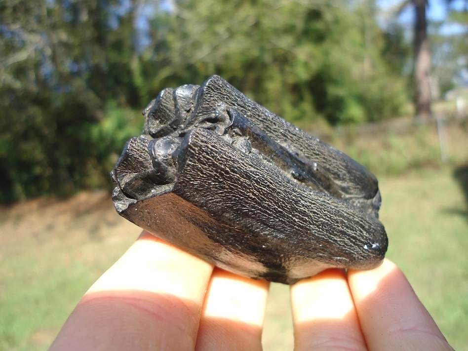 Large image 4 Beautiful Glossy Black Bison Molar