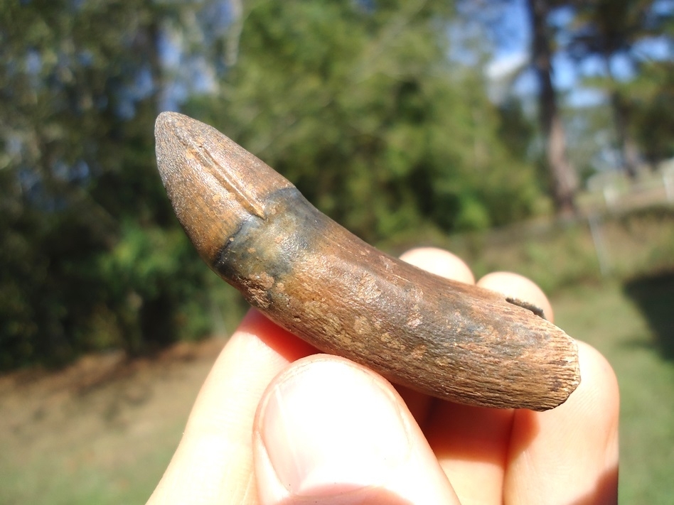 Large image 2 Extra Large Rooted Alligator Tooth