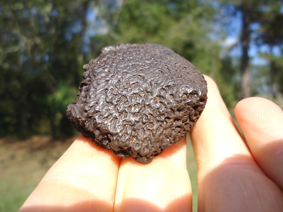 Large image 3 Very Attractive Glossy Glyptodon Spike Scute