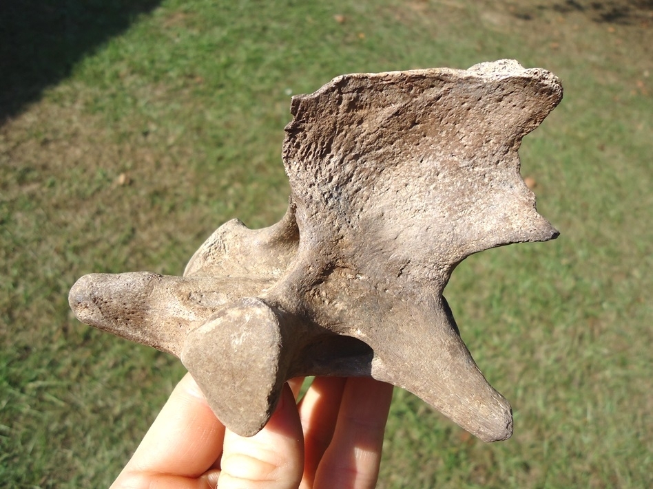 Large image 1 Exceptional Tapir Axis Vertebra