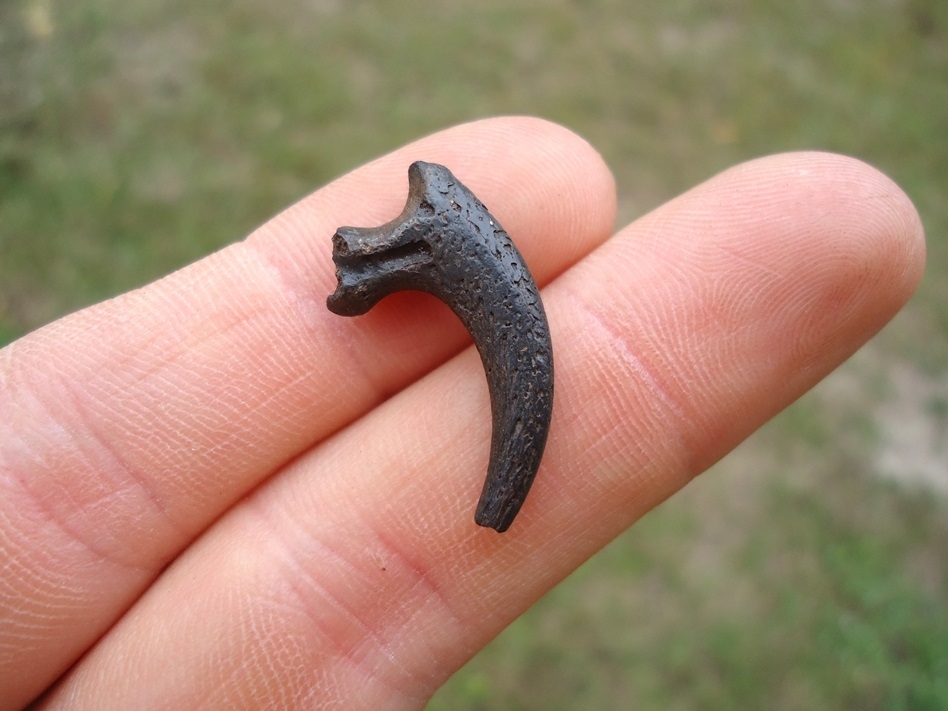 Large image 2 Uncommon Osprey Claw Core