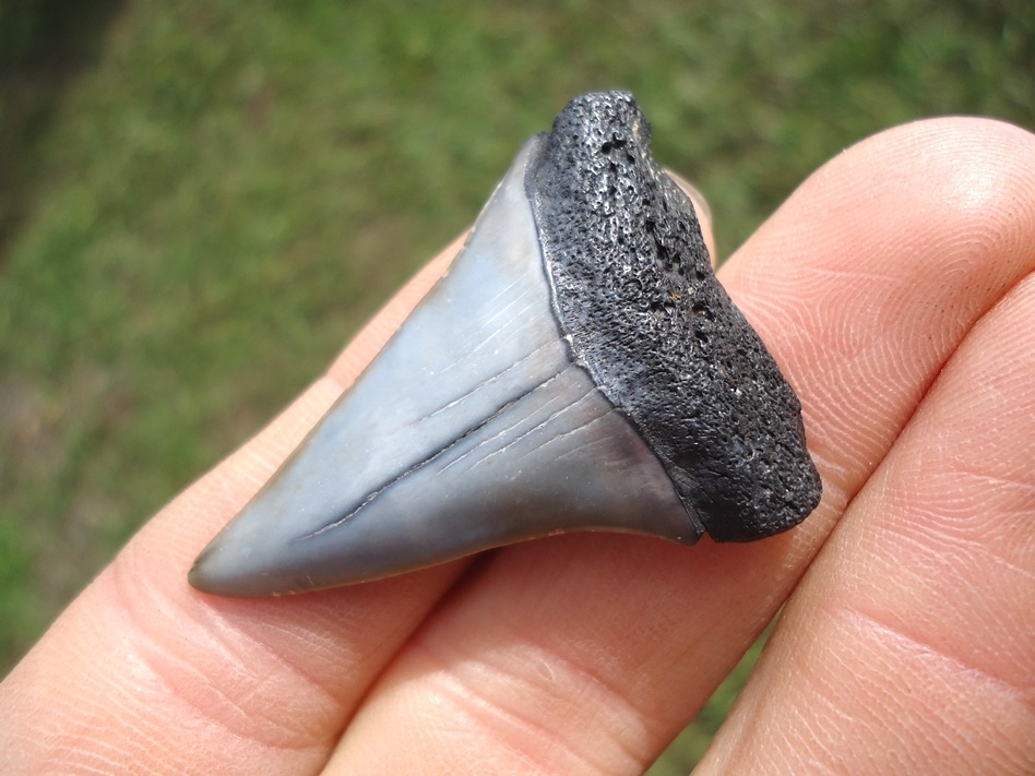 Large image 2 Bargain Hastalis Shark Tooth 1