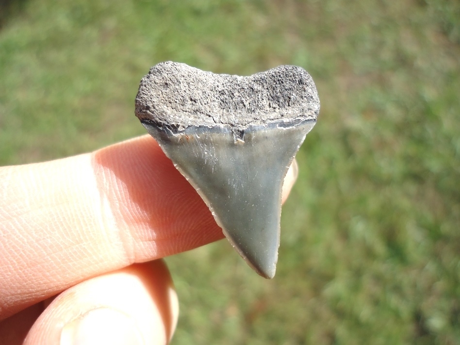 Large image 1 Bargain Hastalis Shark Tooth 7