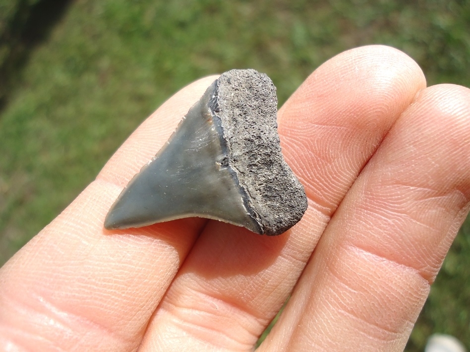 Large image 3 Bargain Hastalis Shark Tooth 7