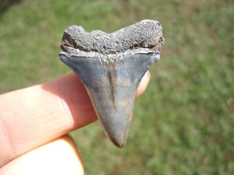 Large image 1 Bargain Hastalis Shark Tooth 8