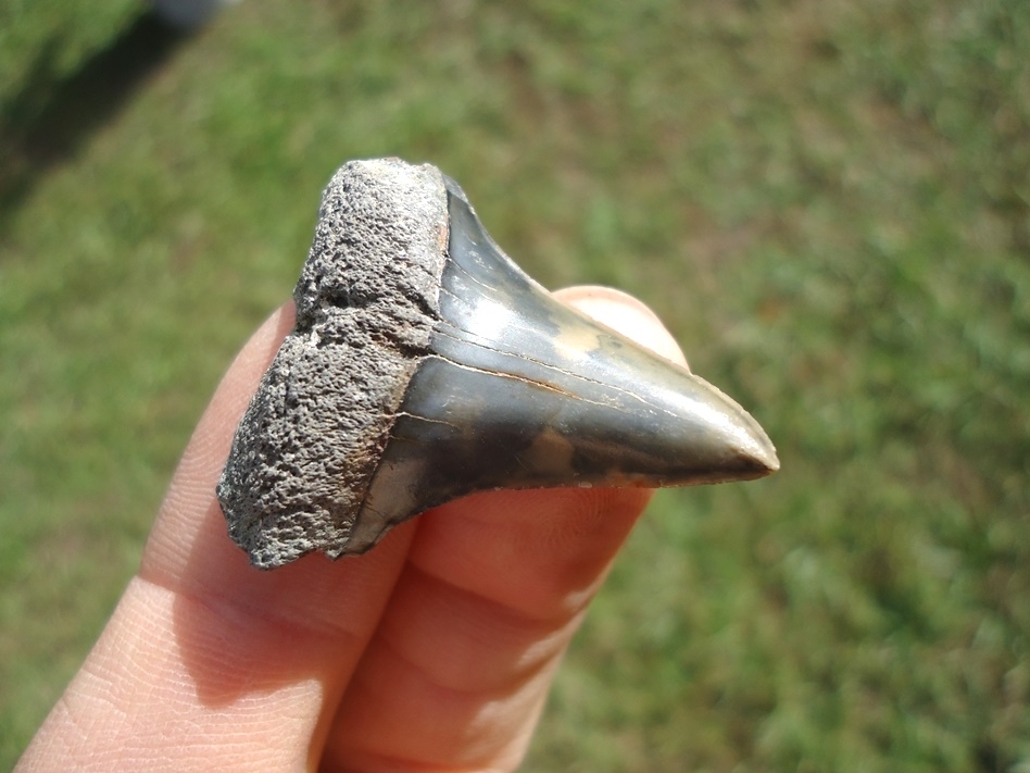 Large image 2 Bargain Hastalis Shark Tooth 8