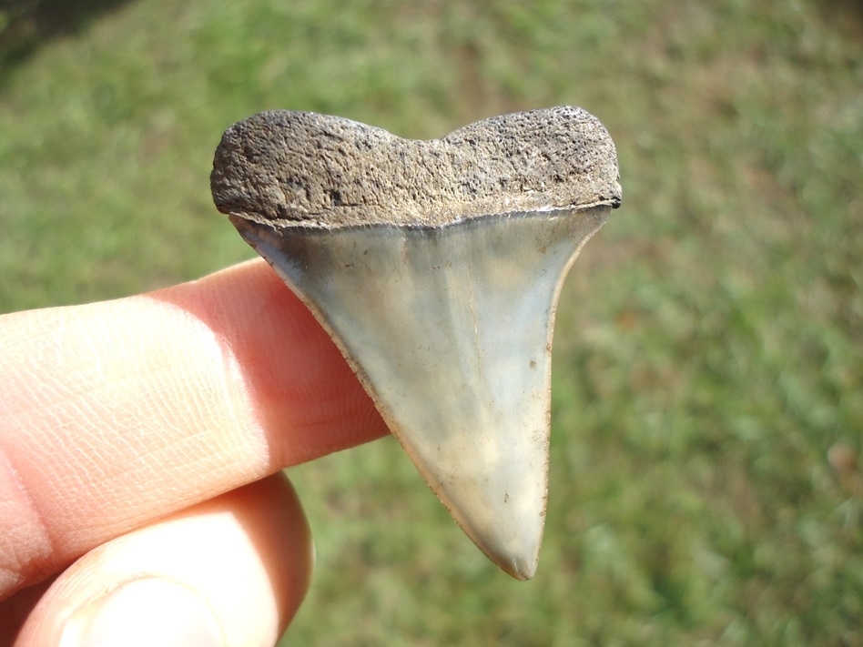 Large image 1 Bargain Hastalis Shark Tooth 9