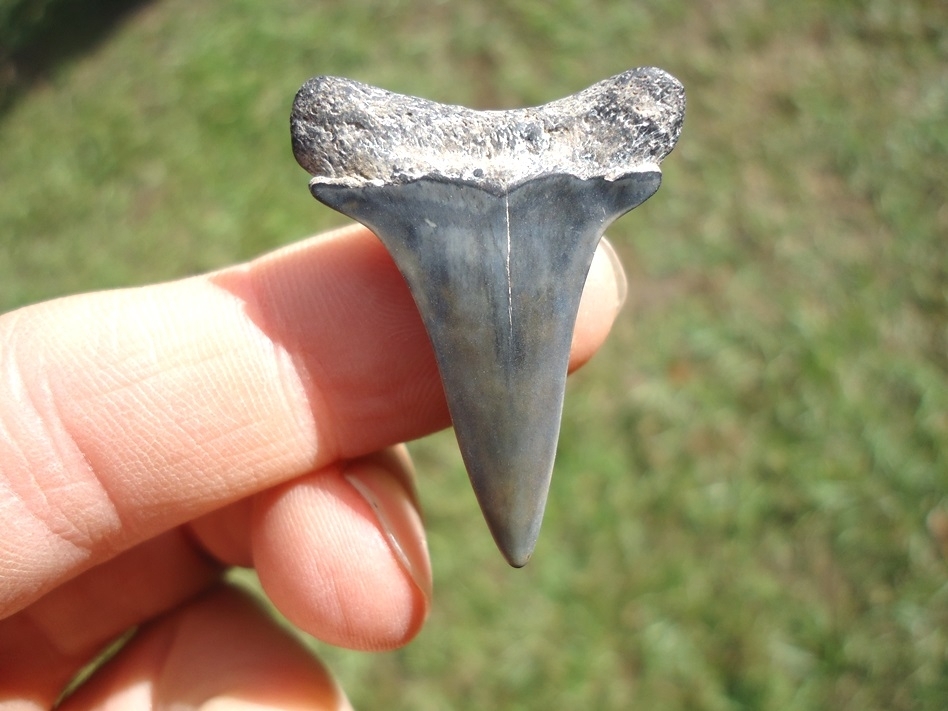 Large image 1 Bargain Hastalis Shark Tooth 19