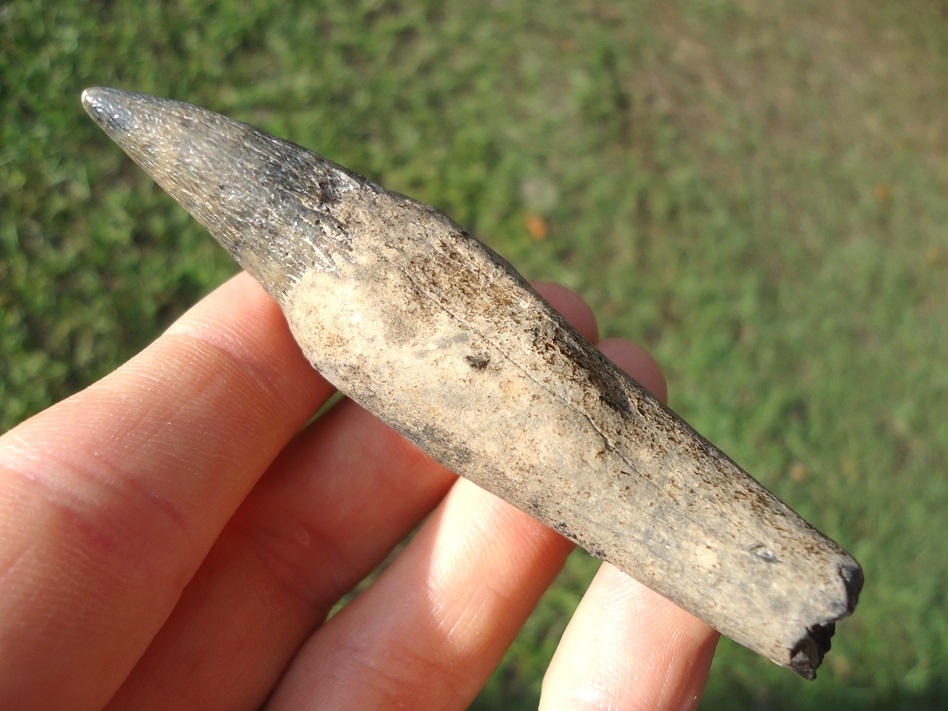 Large image 2 Top Quality Sperm Whale Tooth