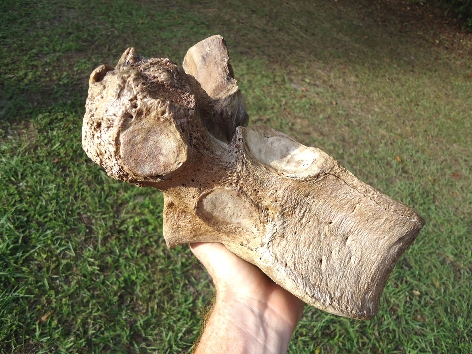 Large image 2 World Class Mastodon Thoracic Vertebra