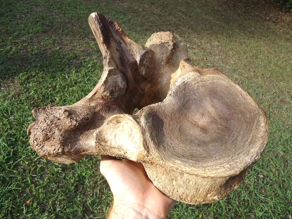 Large image 3 World Class Mastodon Thoracic Vertebra