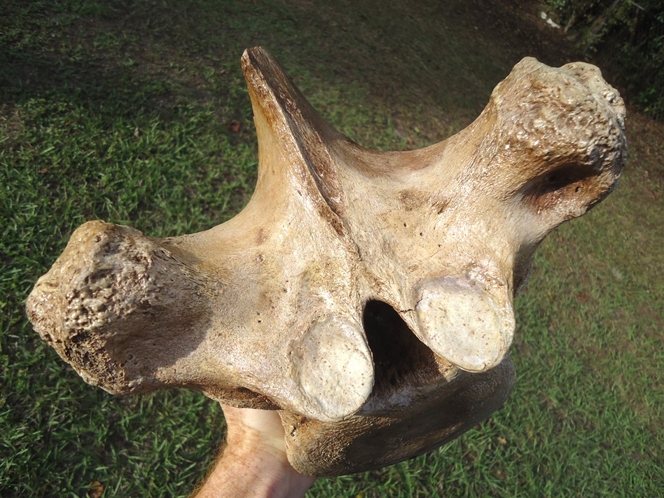 Large image 4 World Class Mastodon Thoracic Vertebra