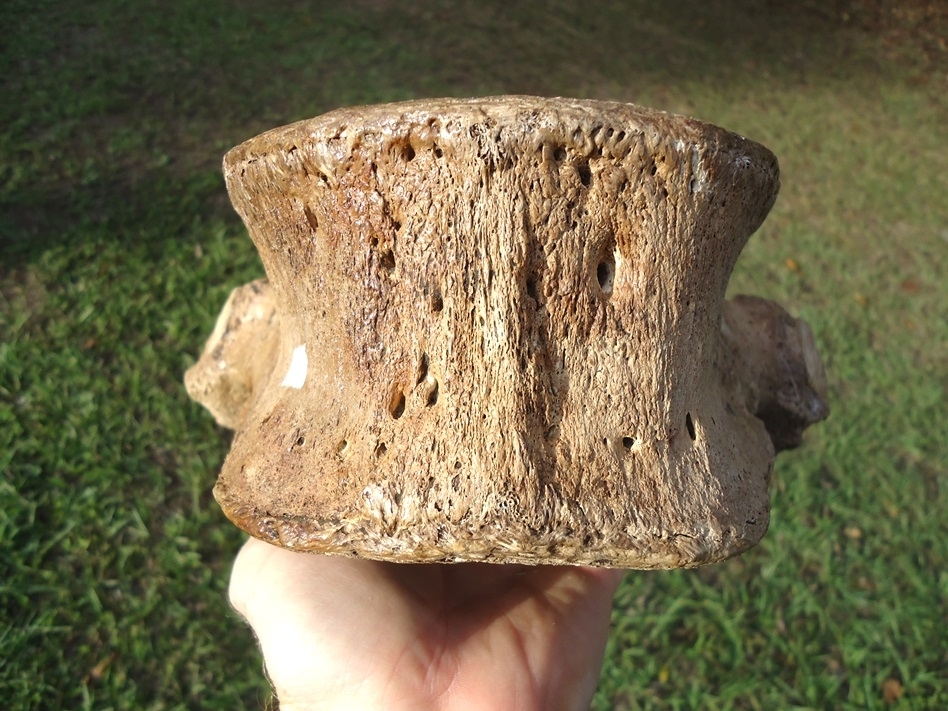 Large image 5 World Class Mastodon Thoracic Vertebra