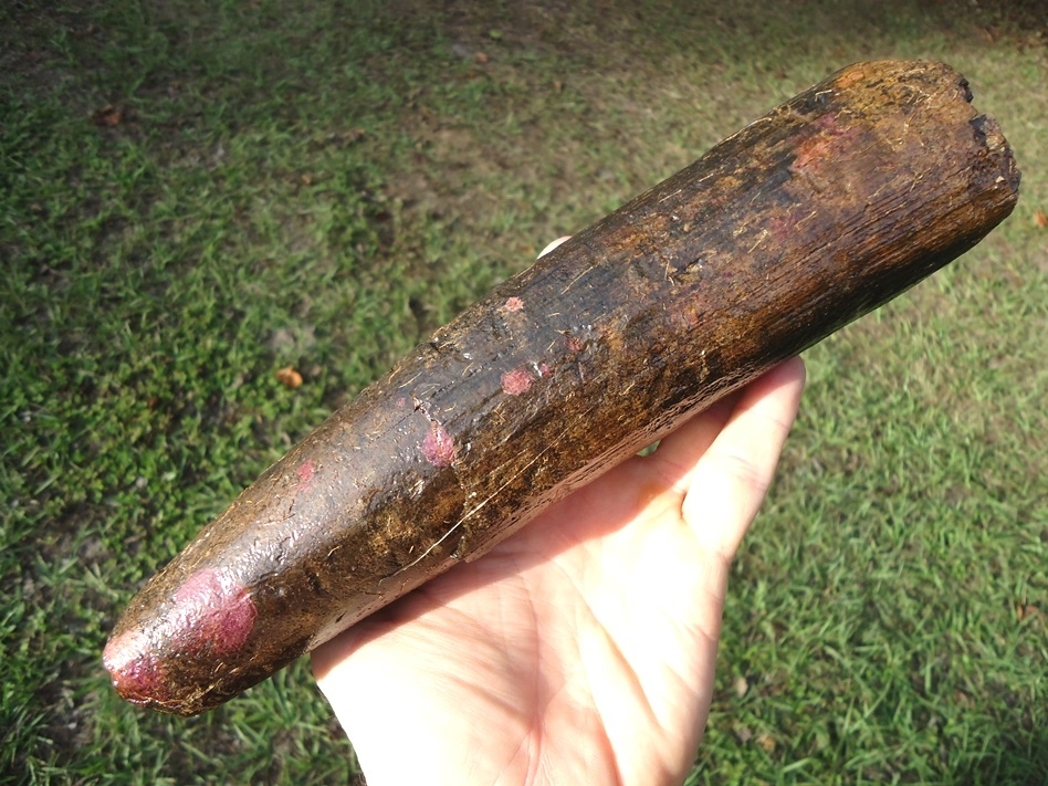 Large image 2 Exceptional Section of Mastodon Tusk