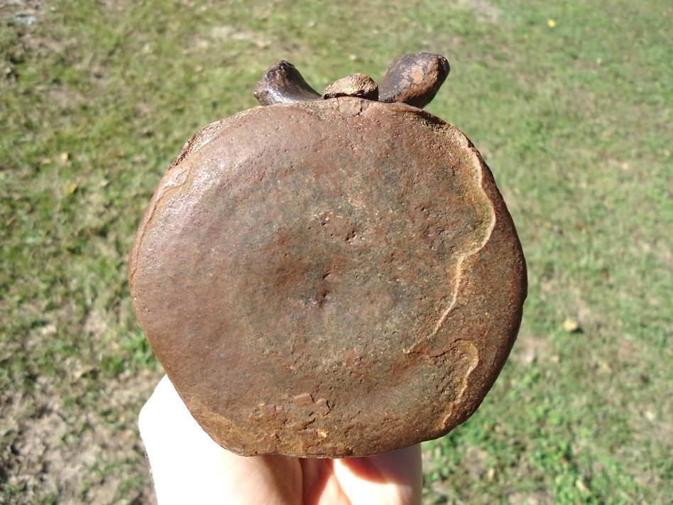 Large image 1 Rare Arachaeocete Whale Caudal Vertebra