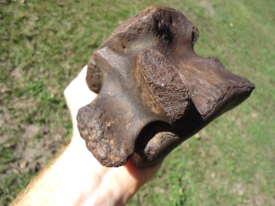 Large image 3 Rare Arachaeocete Whale Caudal Vertebra