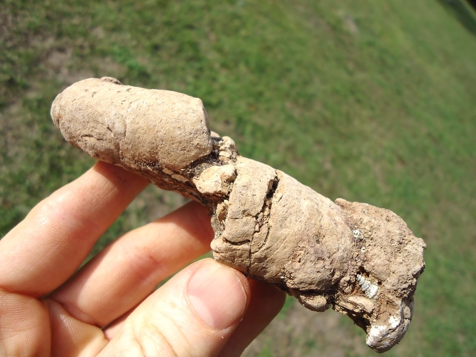 Large image 1 Awesome Large Coprolite