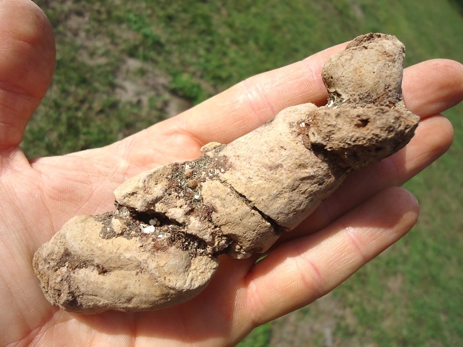 Large image 3 Awesome Large Coprolite